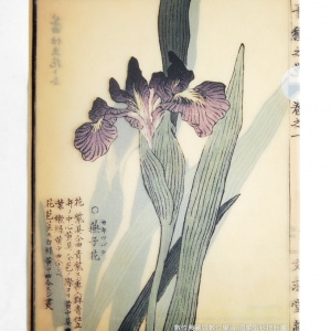 中研院數位典藏資料夾